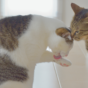 【WordPress】保護猫カフェのサンプルサイト